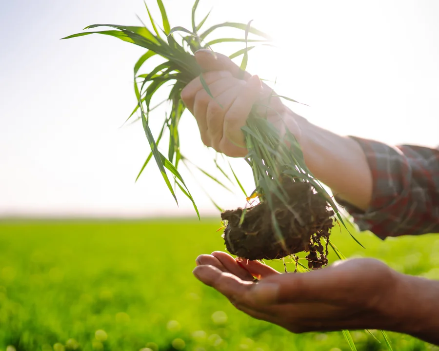 Seedling growth view